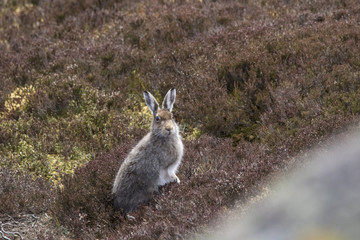 mountain hare