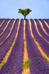Lavender field and olive tree in Valensole on a warm summer afternoon. Southern French Alps (Alpes...