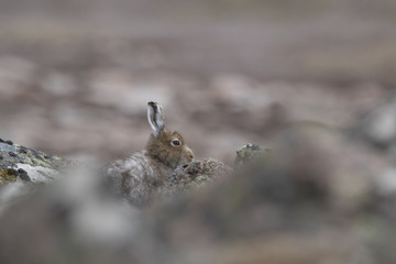 mountain hare