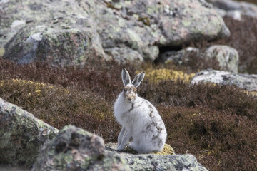 mountain hare