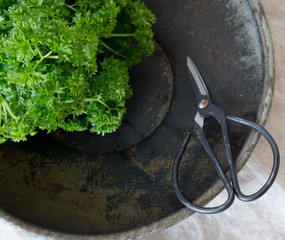 Parsley Culinary Herb on old black background