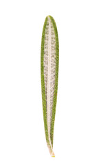 Rosemary on a white background