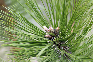 Plants in a garden