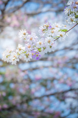 Blossom tree over nature background/ Spring flowers/Spring Background
