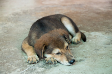 Brown white hybrid dog lying down on concrete floor