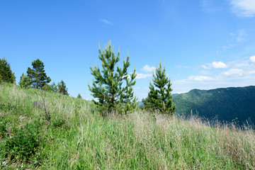 Coniferous trees on a hill overlooking the mountains with a blue sky