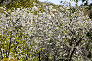 Fototapeta na wymiar alberi in fiore