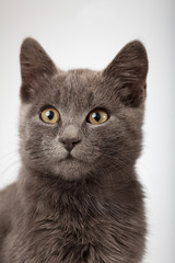 gray kitten close up smoky cat on a white background. Focus on eyes