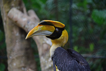 Rhinoceros Hornbill bird