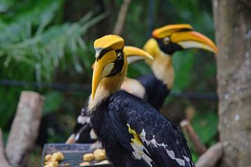 Rhinoceros Hornbill bird