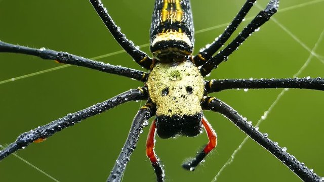 Golden Silk Orb Weaver spiders on web after the rain in tropical rain forest.