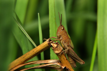 Grashüpfer
