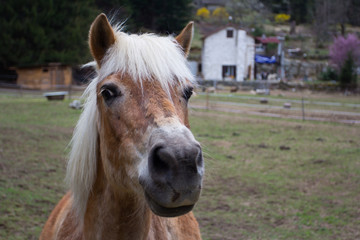 Obraz premium Bisou !