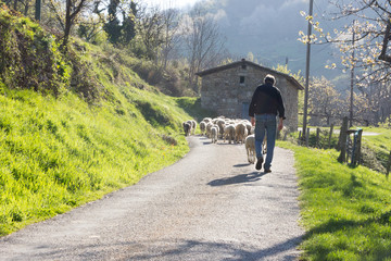 Berger d'Ardèche de dos avec son chien suivant son troupeau de brebis et moutons en contre jour...