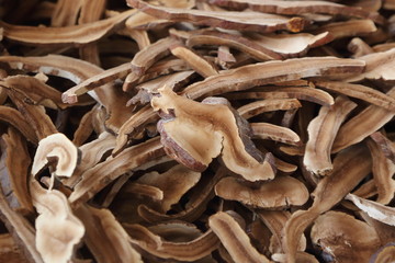 dried Lingzhi