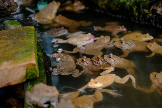 Thai frog in pond.