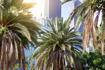 Downtown; Palms in a row stand in the background of skyscrapers in the city of Los Angeles