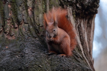 Eichhörnchen
