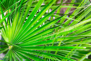 Green palm leaf for background. Horizontal photo