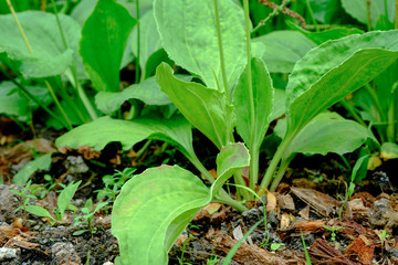 Greater Plantain, Waybread (Plantago major L.) tree and Thailand herb has medicinal properties in Common Plantain.