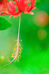 hibiscus stamens (Hibiscus rosa-sinensis) and yellow pollen grains
