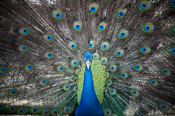 Portrait of beautiful male peacock