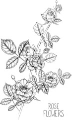 Rose flowers drawing illustration vector and clip-art.