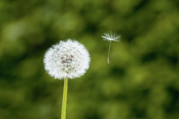 Pusteblume