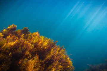 Fototapeta na wymiar Sun rays in underwater and jellyfish. Ocean pattern in water