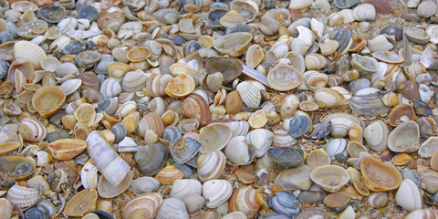 Shells