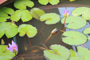 Lotus Flowers and Lilly Pads in a Temple in Thailand