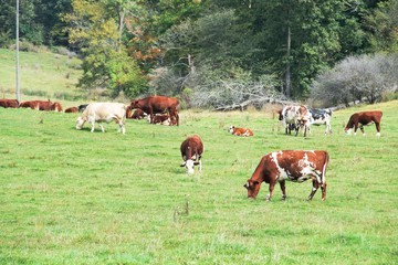 Fototapeta na wymiar Grazing Cattle
