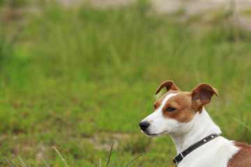 the Jack Russell Terrier dog
