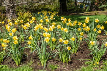 Fototapeta premium Daffodil Abundance 2