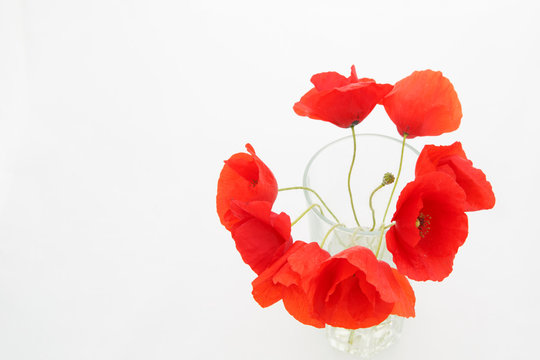 White background with empty place for inscription with  red poppies in a transparent glass