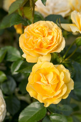 Yellow Rose on the Branch in the Garden