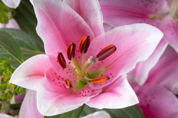 Close up of pink lily flower