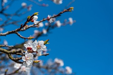 Branch of the apricot tree with white flowers in spring against blue sky