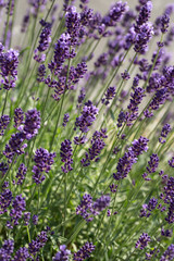 Garden with the flourishing lavender