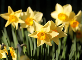 daffodils shallow depth of field springtime