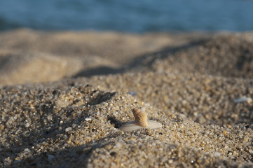 Clams in the sand on beach
