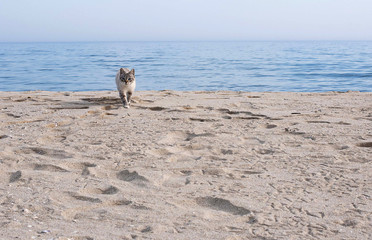 A cat on the beach