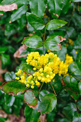 Fototapeta premium Yellow Flower in the Forest