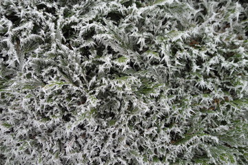 Frosted Hedera Helix in a winter wonderland