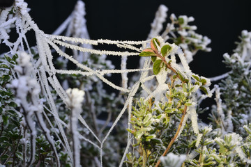 frozen spiderweb in the herb plan Thymus