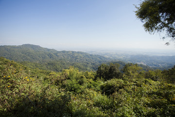 Fototapeta premium Beautiful flower