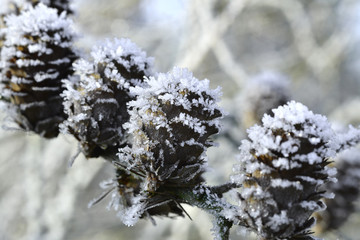 Frozen pinecone with ice crystals in a winter garden