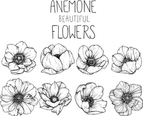 Anemone flowers drawing vector illustration and line art.