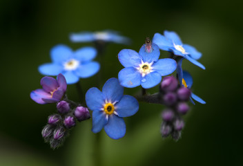 Forget me not flower / Myosotis alpestris