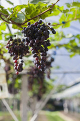 Grape in the farm